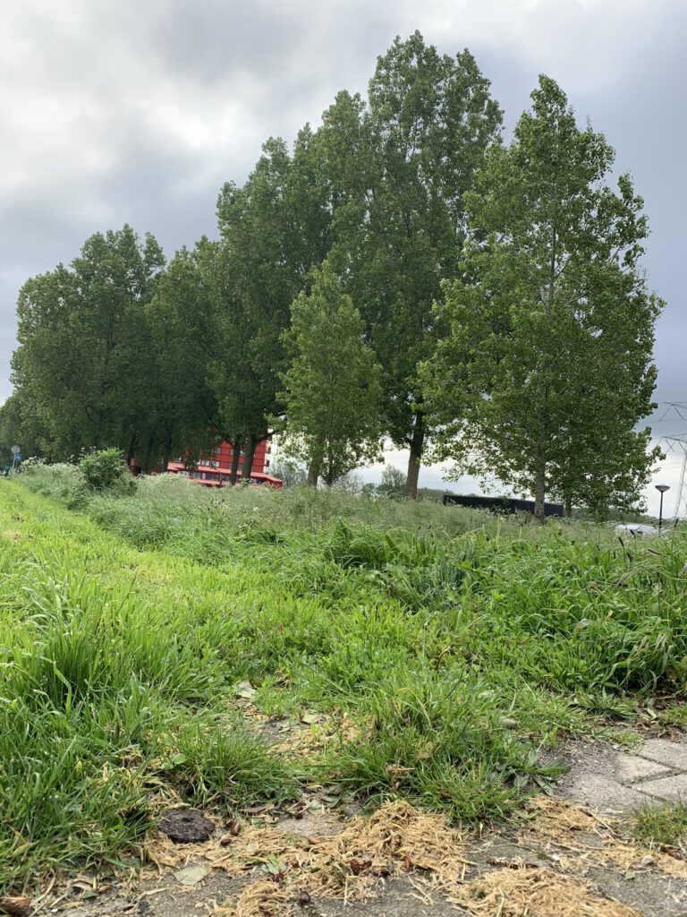 grasveld met heuphoog onkruid en afval - straightfrom.nl
