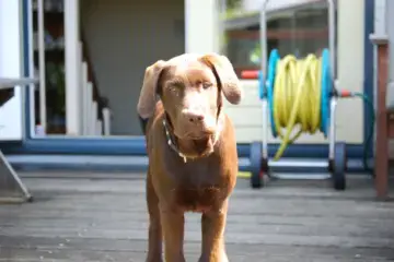 Puppy Kluivert - straightfrom.nl